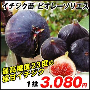 イチジク 苗木 ビオレーソリエス 1株 / 無花果 苗 イチジクの木 果樹苗 国華園