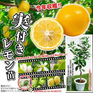 国華園 マイヤーレモン実つき 1株 送料無料 ...の詳細画像1