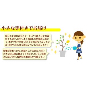 国華園 マイヤーレモン実つき 1株 送料無料 ...の詳細画像2