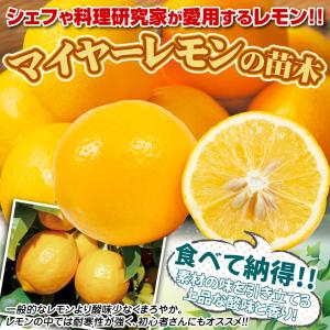国華園 マイヤーレモン実つき 1株 送料無料 ...の詳細画像3