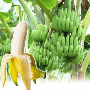 バナナ苗 グロスミシェル 1株 果樹苗 トロピカルフルーツ｜花と緑 国華園