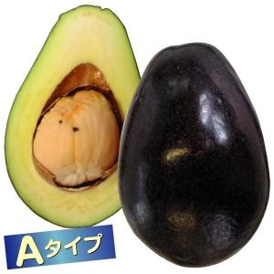 メキシコーラグランデ】 接木苗 アボカド ※通常発送※ [めきしこーら