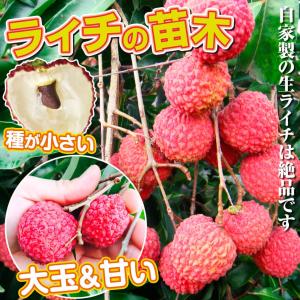 国華園 ライチ ジャカパット 1株 トロピカル...の詳細画像1