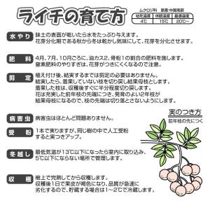 国華園 ライチ ジャカパット 1株 トロピカル...の詳細画像4