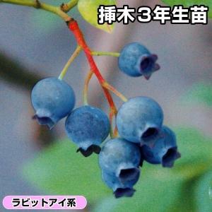 果樹の苗 ブルーベリー（大実ラビットアイ系） コロンブス5号ポット