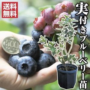 ブルーベリー　(チャンドラ) 1 大苗 果樹苗 大株ハイブッシュ系ブルーベリー 大株チャンドラ 1株 送料込み