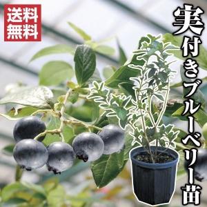 果樹苗 ブルーベリー 挿木大実ハイブッシュ系セット 2種2株 : 花と緑