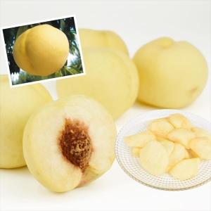 果樹苗 ホワイトサポテ ルーク 1株 : 花と緑 国華園 - 通販 - Yahoo