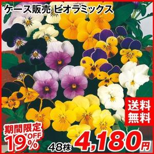 ビオラ 寄せ植えのランキングtop42 人気売れ筋ランキング Yahoo ショッピング