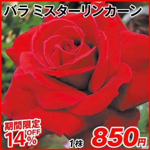 [セール対象商品] バラ苗 四季咲大輪 ミスターリンカーン 1株 / バラの苗木 薔薇 黒赤バラ 芳香性 HT 花木 初心者 バラ