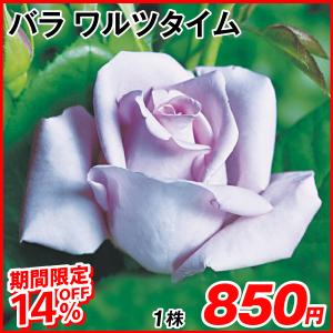 花の苗 ランキングtop233 人気売れ筋ランキング Yahoo ショッピング