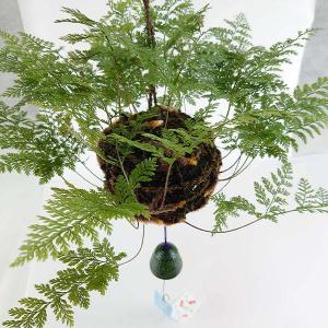 国華園 観葉植物 国産つりしのぶ 1個 風鈴付 爆買