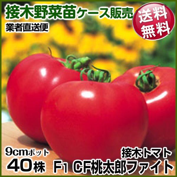 野菜苗ケース販売 トマト 接木F1CF桃太郎ファイト 12月発送 1ケース(40株入) 送料無料 /...