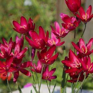 国華園 [メール便配送] 秋植え球根 ゲイソリザ インフレクサ 3球