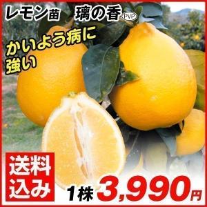 レモン 品種の商品一覧 通販 Yahoo ショッピング