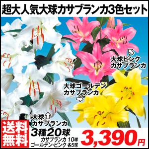 花ユリ 球根 超大人気大球カサブランカ3色セット 3種20球 送料無料