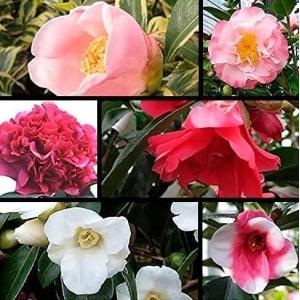 大株！】 タカニニ：椿（ツバキ） : 日本花卉ガーデンセンターYahoo!店