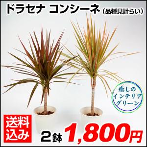 ドラセナレインボー 花 ガーデニング の商品一覧 通販 Yahoo ショッピング