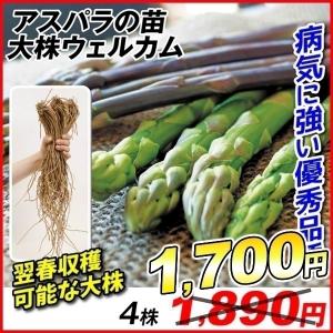 [セール対象商品] アスパラガス 苗 大株 ウェルカム 4株 アスパラガスの苗 アスパラ 有用植物苗