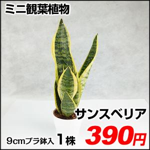 サンスベリアハニーの商品一覧 通販 Yahoo ショッピング