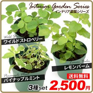 レモンバーム 苗の商品一覧 通販 Yahoo ショッピング