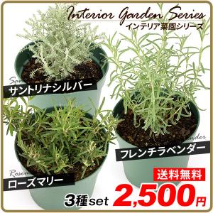 フレンチラベンダー苗の商品一覧 通販 Yahoo ショッピング