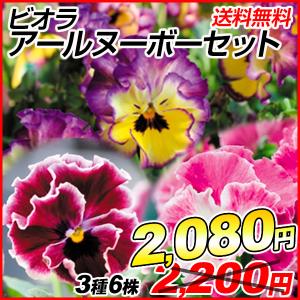 花と緑 国華園 パンジー ビオラ苗 花苗 Yahoo ショッピング