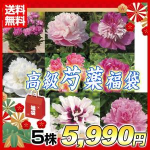 メモ 竜巻 知覚的 芍薬 値段 切り花 Agastia Jp