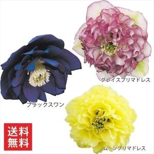 クリスマスローズ 種の商品一覧 通販 Yahoo ショッピング