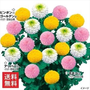 栄養系ペチュニアvivaカプチーノ3 5号ポット Pe05 A K G 通販 Yahoo ショッピング