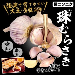 国華園 ニンニク 種球 紫ニンニク 珠むらさき...の詳細画像1