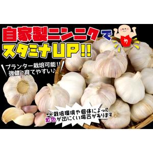 国華園 ニンニク 種球 紫ニンニク 珠むらさき...の詳細画像2
