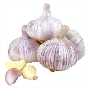 国華園 ニンニク 種球 紫ニンニク 珠むらさき (中国産) 20kg / にんにく ニンニクの種 にんにくのたね 紫にんにく 大蒜 ガーリック スタミナ 人気 安い お得
