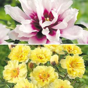 芍薬 切り花 品種 花の苗 の商品一覧 苗 花 ガーデニング 通販 Yahoo ショッピング