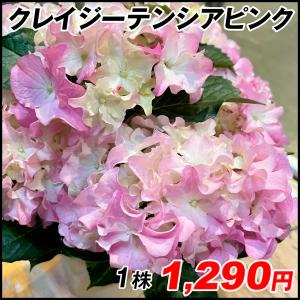 紫陽花 苗 ピンクの商品一覧 通販 Yahoo ショッピング