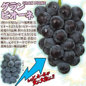 国華園 果樹苗 ブドウ グランピオーネ 1株の詳細画像2