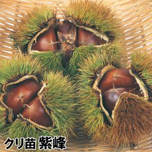 クリ 紫峰 1株 果樹苗 国華園