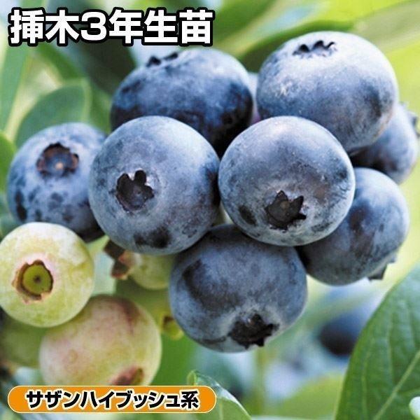 国華園 果樹苗 サザンハイブッシュ系ブルーベリー サンシャインブルー 挿木3年生苗 1株