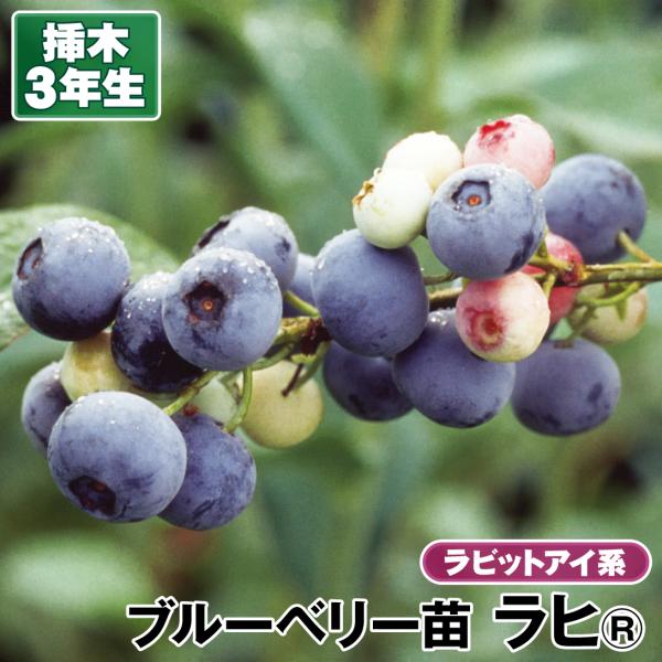 ラビットアイ系ブルーベリー ラヒR 挿木3年生苗 1株 果樹苗 国華園