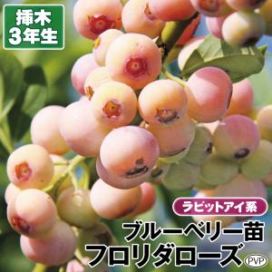 フロリダローズ ラビットアイ系 ブルーベリー苗木 2年生挿木苗 登録
