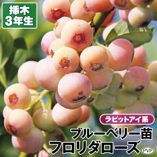 ラビットアイ系 ブルーベリー フロリダローズPVP 挿木3年生苗 1株 果樹苗 国華園