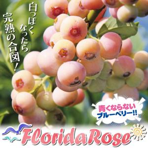 国華園 果樹苗 ラビットアイ系 ブルーベリー ...の詳細画像2