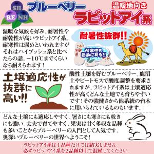 国華園 果樹苗 ラビットアイ系 ブルーベリー ...の詳細画像3