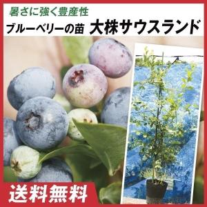 大株ブルーベリー ラビットアイ系 大株パウダーブルー 1株 送料込み
