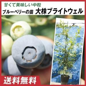 果樹苗 大株ラビットアイ系ブルーベリー 大株ブライトウェル 1株 送料込み