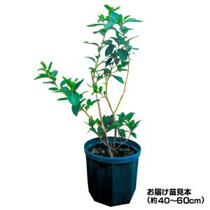 国華園 果樹苗 大株サザンハイブッシュ系ブルー...の詳細画像1