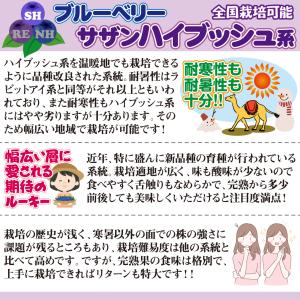 国華園 果樹苗 大株サザンハイブッシュ系ブルー...の詳細画像3