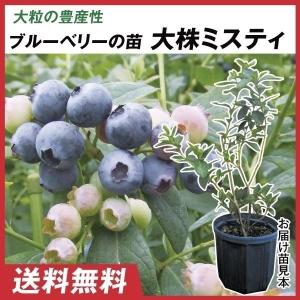 果樹苗 ブルーベリー 挿木人気ハイブッシュ系セット 2種2株 : 花と緑