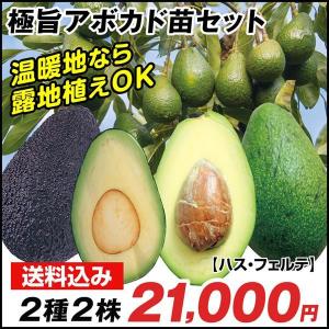 アボカド 苗木の商品一覧 通販 Yahoo ショッピング