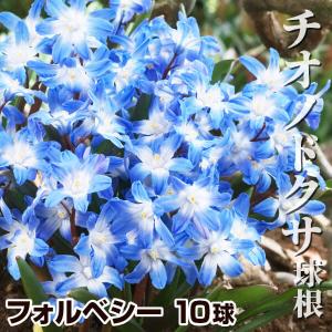 国華園 チオノドクサ 球根 フォルベシー 10球 青花 チオノドクサの球根 秋植え球根